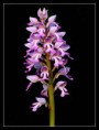 /album/kvety/orchis-militaris-v-dnv-jpg/
